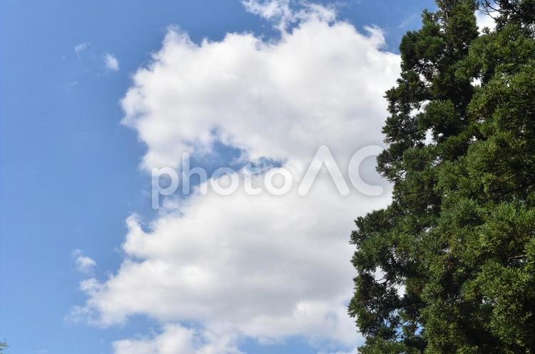 雲と青空と木 何人もありません,光,夏の写真素材