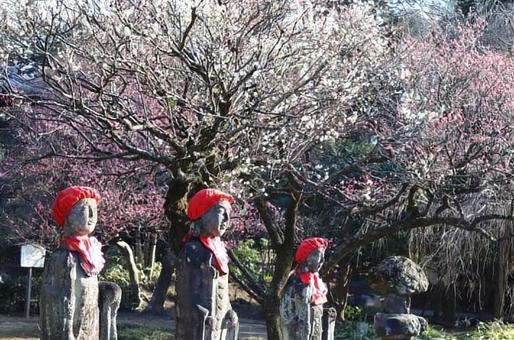 鑁阿寺境内の梅花(足利市) 鑁阿寺境内の梅花(足利市)の写真