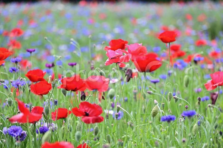可憐な花畑（栃木壬生） 花,花畑,ポピ－の写真素材