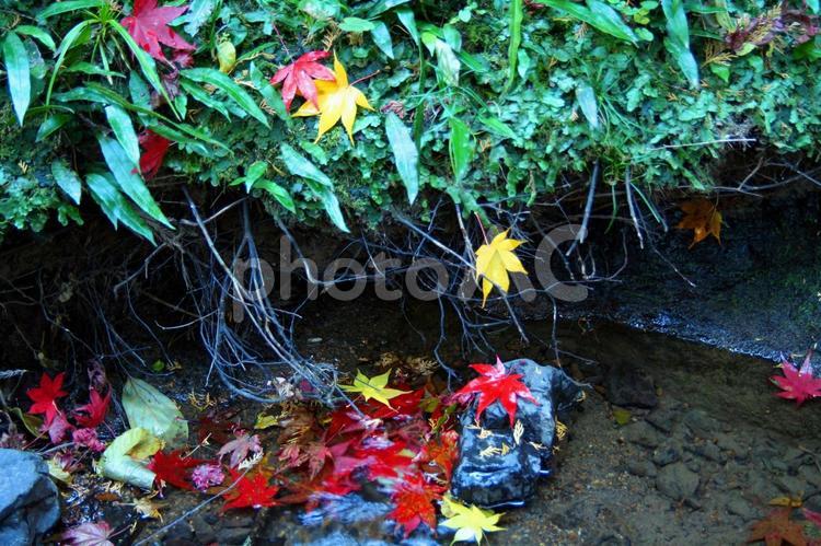 紅葉の落ち葉が似合う流れ 植物,屋外,赤の写真素材