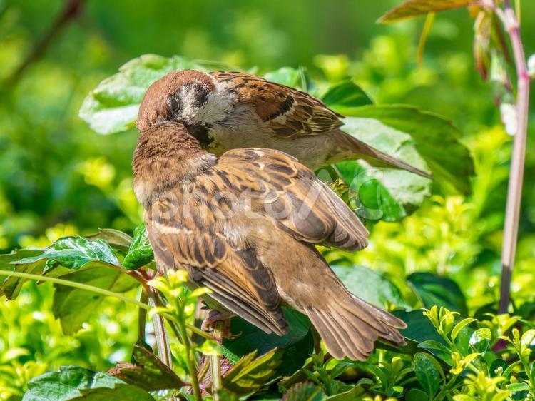 枝にとまるスズメの親子 スズメ,雀,鳥の写真素材
