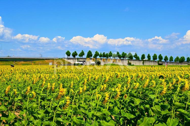 満開のひまわり畑 向日葵,ひまわり,花の写真素材