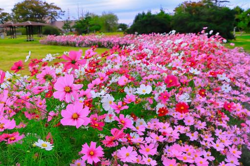 爽やかな青空と群生する満開のコスモスの花 爽やかな青空と群生する満開のコスモスの花の写真