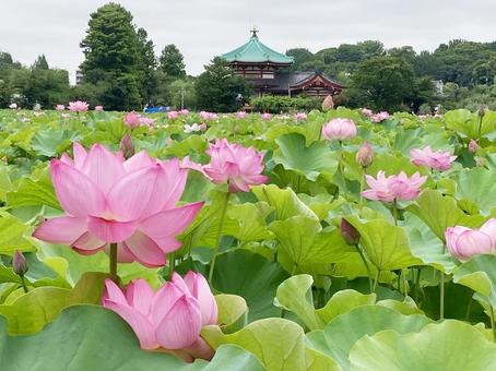 ハス ハス ハス,蓮,花びらの写真素材