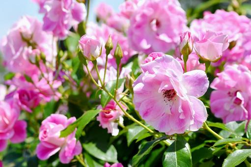 薔薇 ピンクアイスバーグ 薔薇 ピンクアイスバーグ 薔薇,ピンクアイスバーグ,花の写真素材