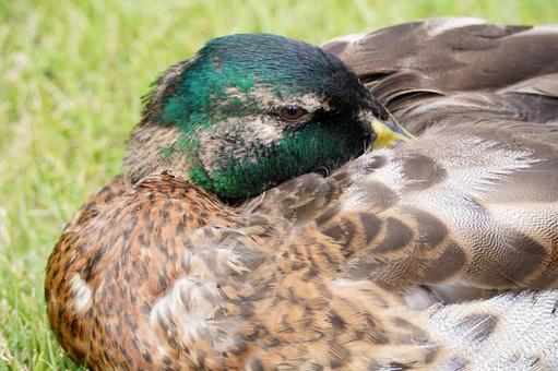 Photo, mallard, duck, bird, 