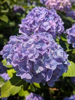 紫陽花 紫陽花 あじさい,風景,自然の写真素材
