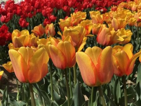 黄色のチューリップの写真