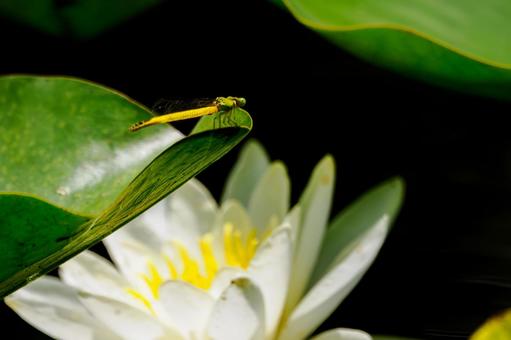 Photo, dragonfly, key dragonfly, insect, 