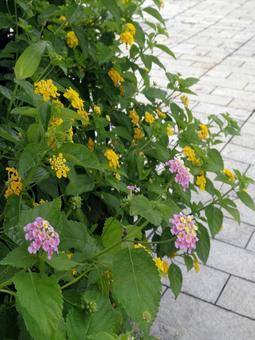 Photo, lantana, citihenga, seven changes, 
