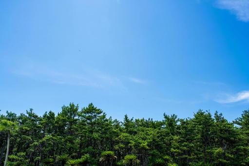 爽やかな青空と新緑の木々 爽やかな青空と新緑の木々 青空,晴れ,空の写真素材