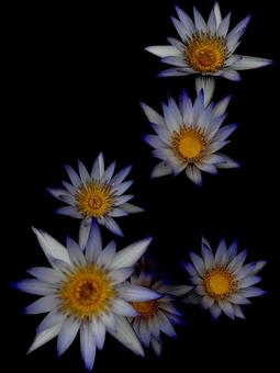 睡蓮 自然,睡蓮,花の写真素材