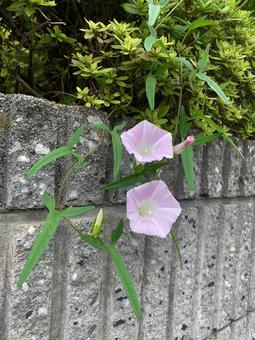昼顔 昼顔 昼顔,朝顔,花の写真素材