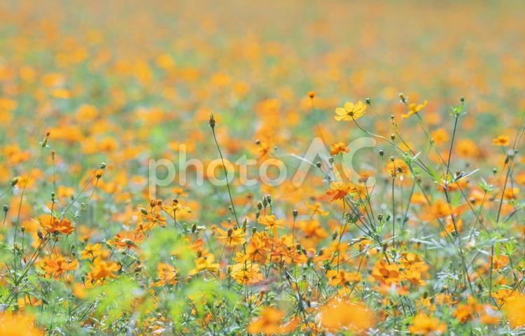 キバナコスモス　コスモス　秋　自然　背景 キバナコスモス,コスモス,秋の写真素材