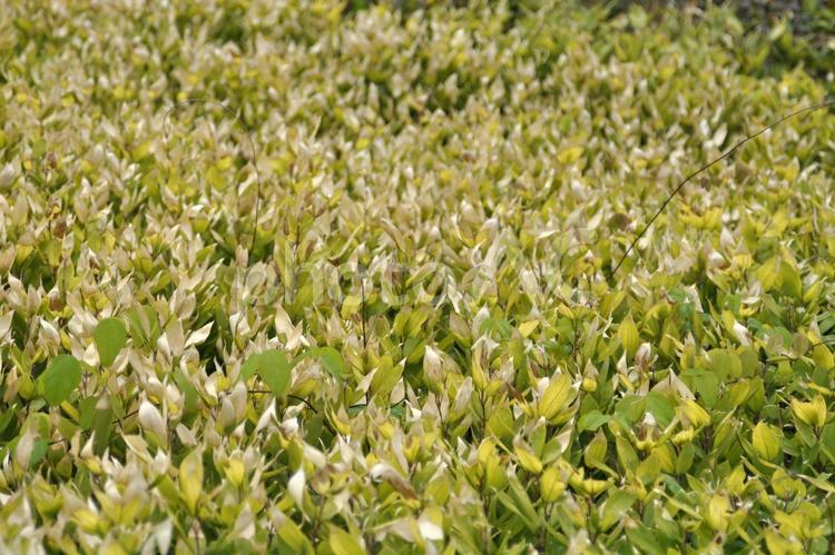 ささの絨毯 緑,植物,笹の写真素材