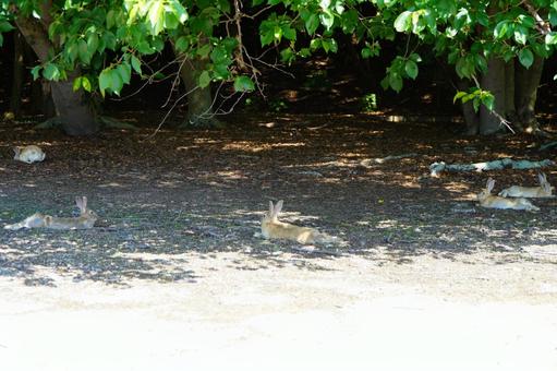 大久野島 野ウサギ のびのび昼寝 大久野島 野ウサギ のびのび昼寝の写真