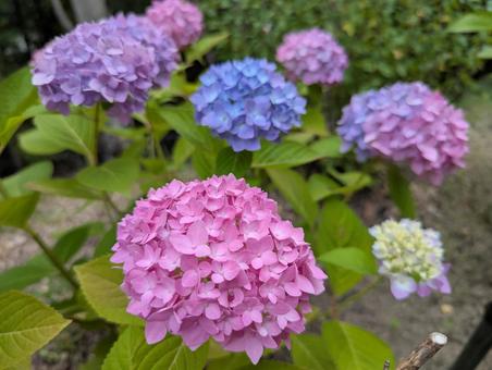 アジサイの花 5の写真