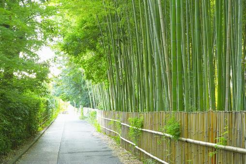京都嵐山 竹林の小径の自然美 京都嵐山 竹林の小径の自然美 竹林の小径,竹林,竹の写真素材