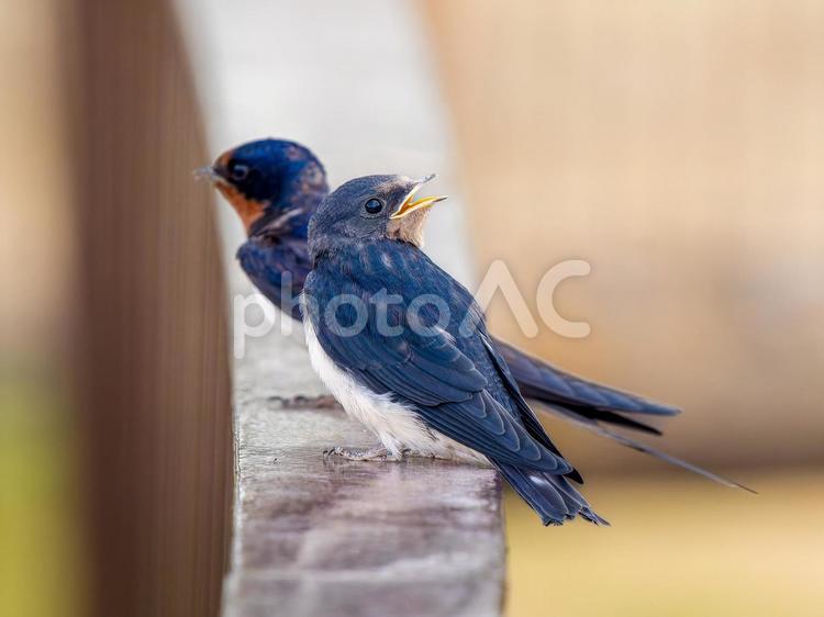 柵にとまるツバメ ツバメ,燕,野鳥の写真素材