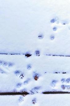 積雪に猫の足あと 猫,肉球,雪の写真素材