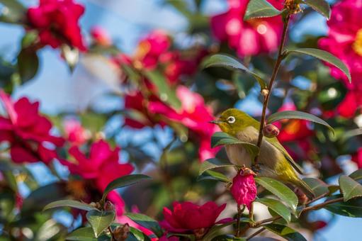 Camellia flowers and Japanese white-eyes, JPG