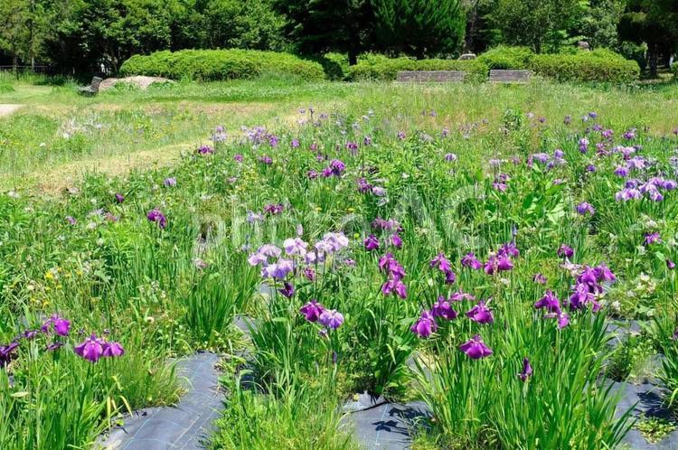 花しょうぶ　三ツ塚史跡公園 花菖蒲,はなしょうぶ,ハナショウブの写真素材