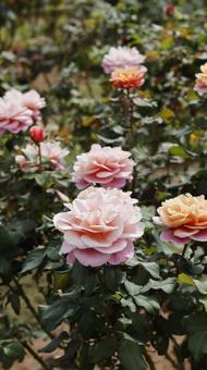 【花の写真】ばらの花 rose,植物,園芸の写真素材