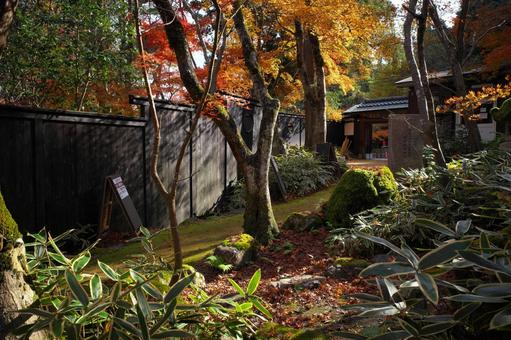 紅葉の小道 紅葉,秋,木漏れ日の写真素材