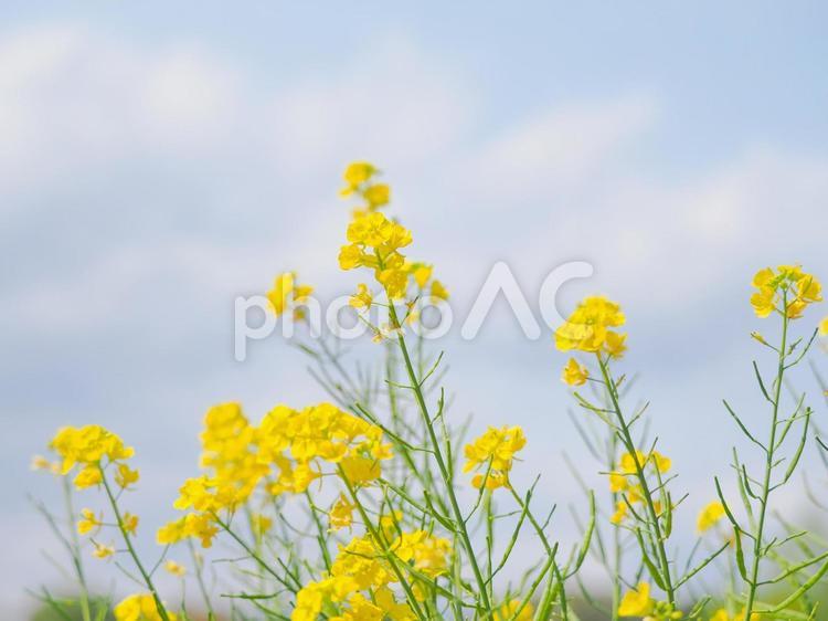 薄曇りの空と菜の花の画像 アブラナ科,春,黄色の写真素材