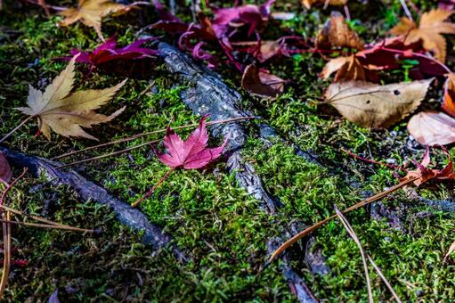晩秋の足跡 池,水面,モミジの写真素材