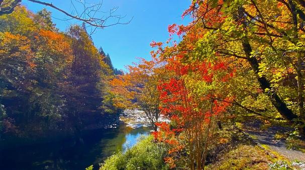 紅葉のせせらぎ街道 道の駅明宝:7 紅葉のせせらぎ街道 道の駅明宝:7の写真