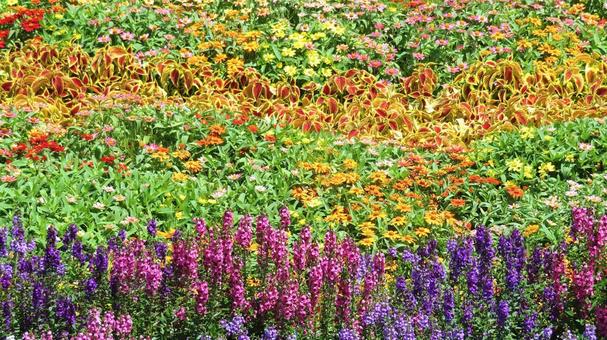 Photo, flower bed, patterned flowerbed, summer, 
