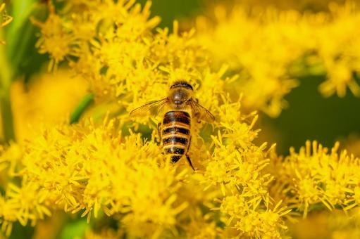 ミツバチとセイタカアワダチソウ⑾の写真