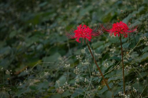緑を背景に咲く彼岸花 彼岸花,曼殊沙華,秋の写真素材