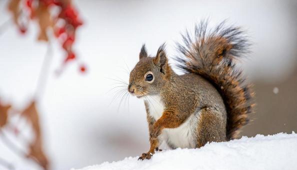 白い雪を背景にした冬のリス 白い雪を背景にした冬のリスの写真