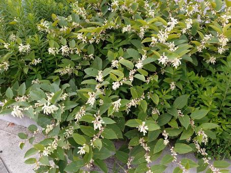 歩道わきの雑草 白い花 歩道わきの雑草 白い花 雑草,9月,秋の写真素材