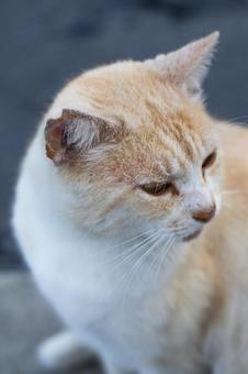 Stray cat, JPG Stray cat, JPG