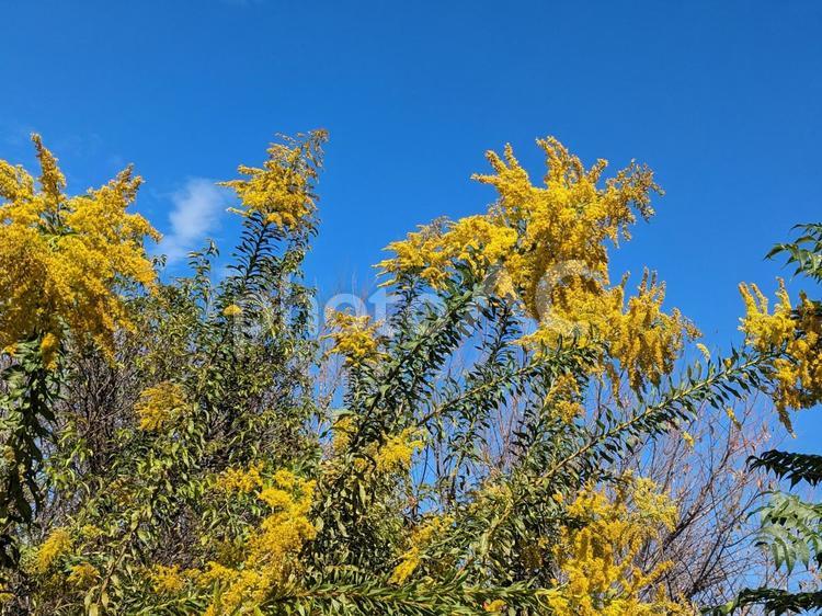 セイタカアワダチソウ セイタカアワダチソウ,花粉,秋の写真素材
