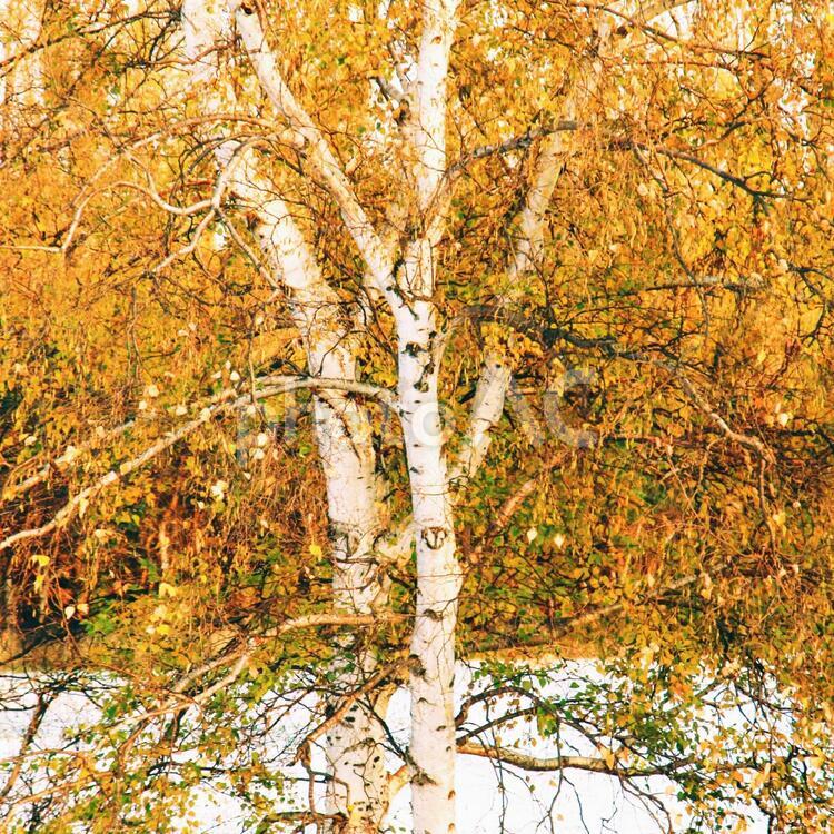 晴れた冬の日の白樺と雪景色 白樺,晴れ,黄色の写真素材