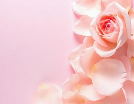 バラの花びら バラの花びらの写真