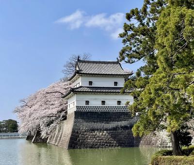 お堀に映える桜と新発田城別名菖蒲城の隅櫓 お堀に映える桜と新発田城別名菖蒲城の隅櫓 新発田城,菖蒲城,あやめ城の写真素材