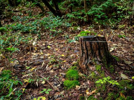 烏川渓谷緑地の切り株 ハイキング,山,森林の写真素材