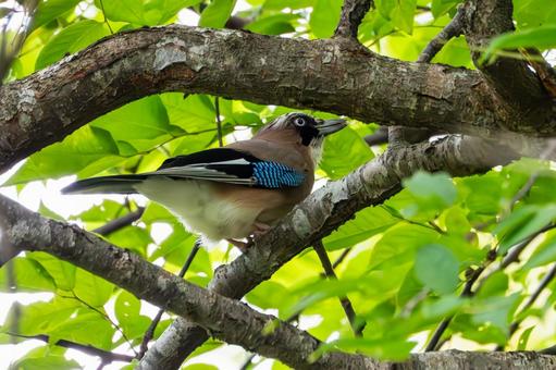 カケス⑿ カケス⑿ 野鳥,カケス,鳥類の写真素材