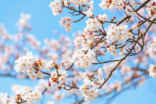 青空に映える満開の桜 8 桜,ソメイヨシノ,サクラの写真素材