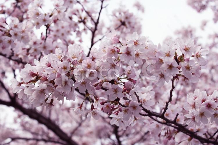 満開の桜_03 桜,満開,春の写真素材
