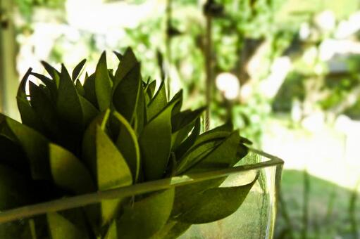 窓際の観葉植物と緑の背景 観葉植物,窓際,緑の写真素材