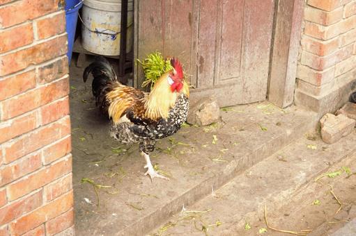 雄鶏　ネパール 雄鶏,ニワトリ,家畜の写真素材