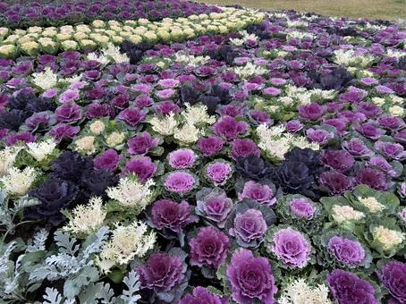 花 花の写真