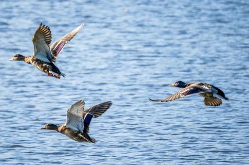 マガモの飛翔⑼ 鳥,マガモ,カモの写真素材