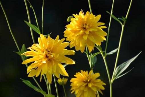 ビタミンカラーの輝き!夏を彩る花笠菊 ビタミンカラーの輝き!夏を彩る花笠菊 オオハンゴンソウ,大反魂草,ハナガサギクの写真素材